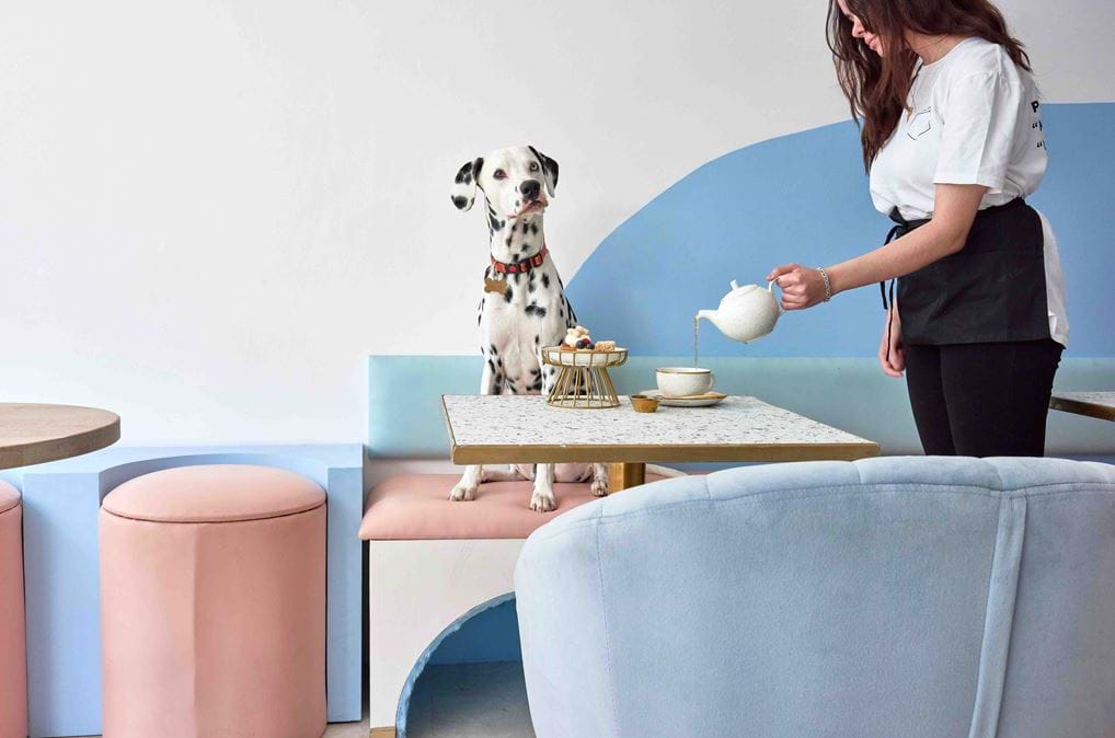 <p><a data-fr-linked="true" href="https://pawsitivecafe.com/" id="isPasted">https://pawsitivecafe.com/</a></p>