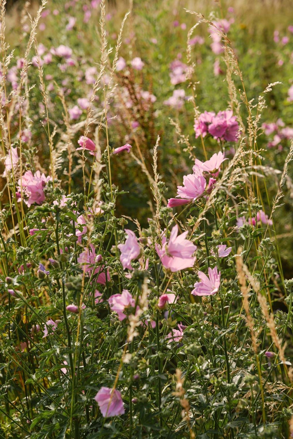 <p><a class="Hyperlink SCXW53729659 BCX8" href="https://www.instagram.com/lisaportinari/" target="_blank" rel="noreferrer noopener" id="isPasted"><span data-contrast="none" lang="EN-GB" class="TextRun Underlined SCXW53729659 BCX8"><span class="NormalTextRun SCXW53729659 BCX8" data-ccp-charstyle="Hyperlink">&copy; Lisa Portinari</span></span></a><span class="EOP SCXW53729659 BCX8" data-ccp-props='{"201341983":0,"335559740":240}'>&nbsp;</span></p>